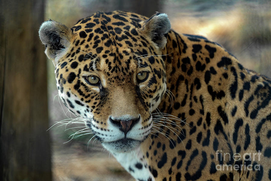 1-beautiful-jaguar-portrait-sam-rino.jpg