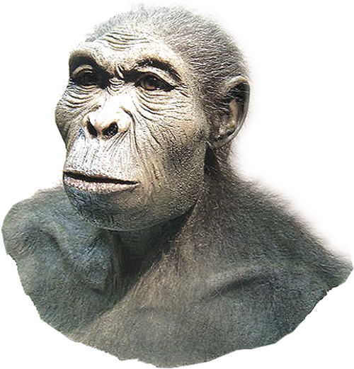 homo_habilis2.jpg