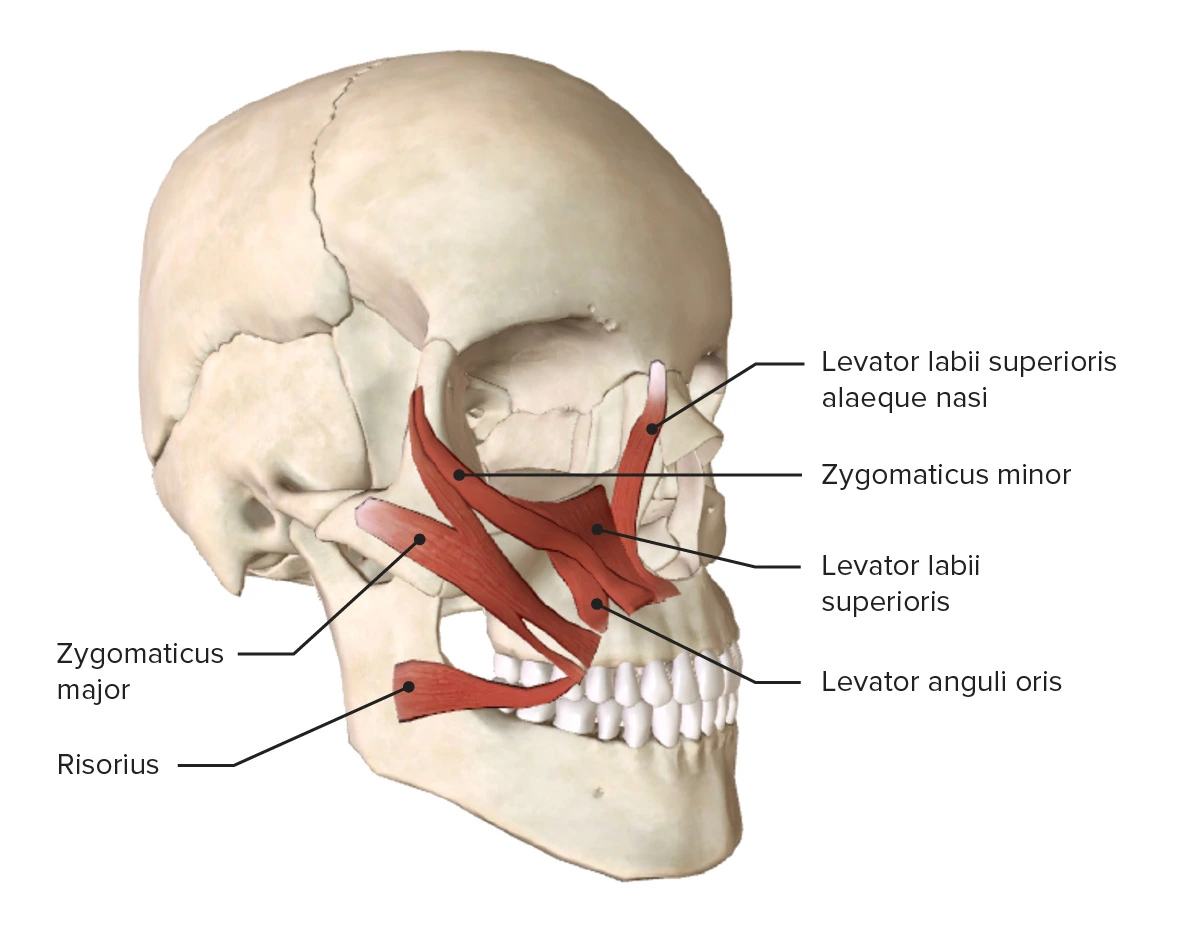 Zygomaticus major Muscle - Origin, Insertion, Function, Exercise