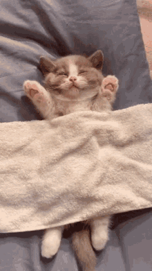 Sleepy Sleepy Cat GIF - Sleepy SleepyCat Sleeping GIFs