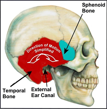 cranium-structure.jpg