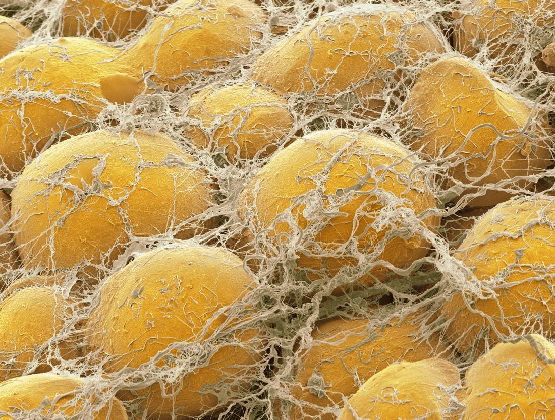 www.livescience.com