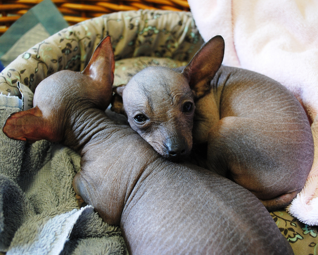 Mexican-Hairless-Dog-Puppy-Images.jpg