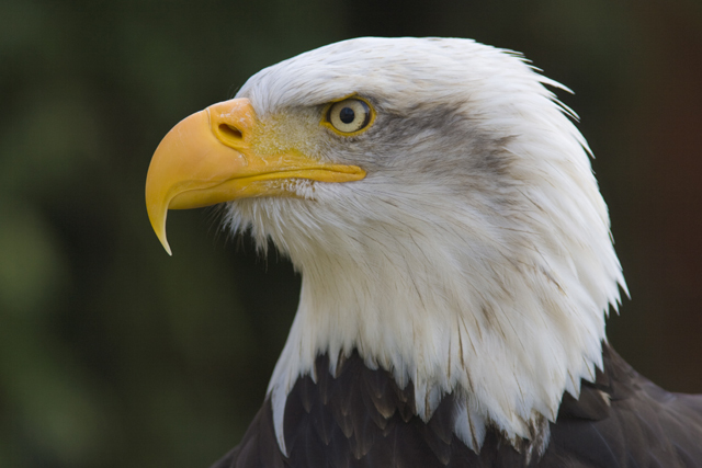 bald_eagle_3-1.jpg