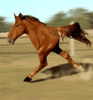 Funny Horse GIFs - Get the best GIF on GIPHY