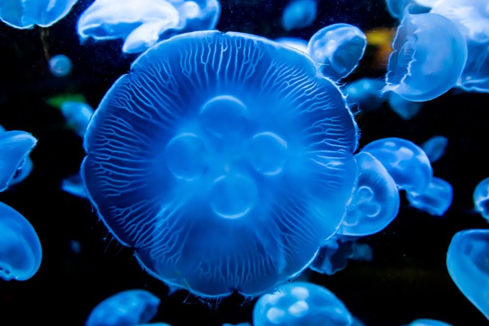 www.livescience.com