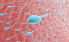 phys.org