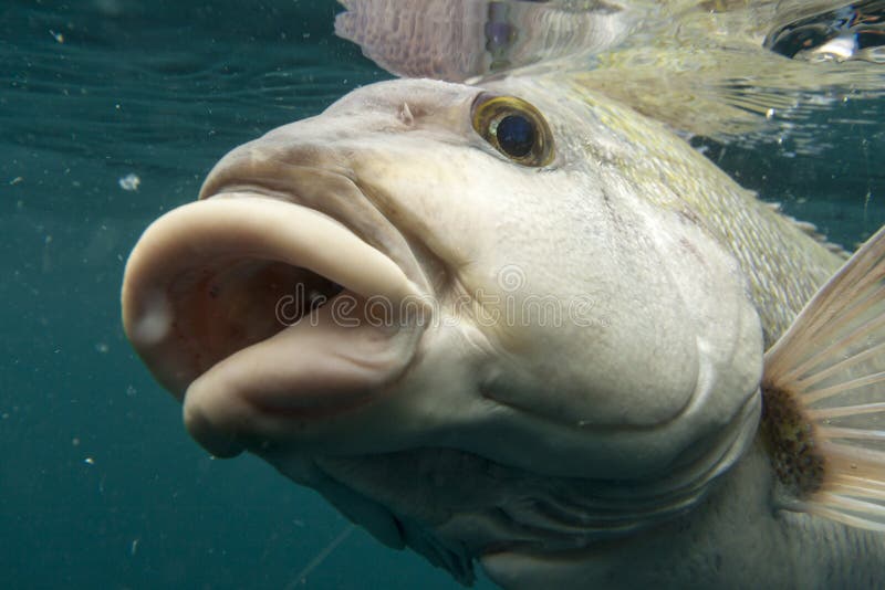 fish-lips-26237900.jpg