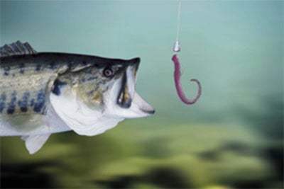 Worm-Bait-Fishing.jpg