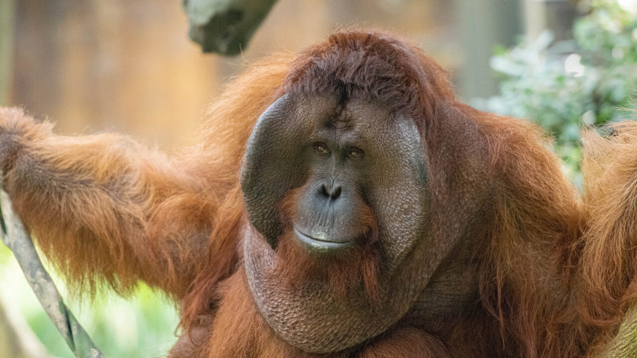 takai-orangutan-blog-1280x720.jpg
