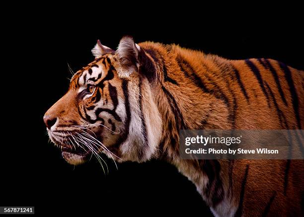 isolated-profile-of-a-tiger.jpg