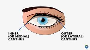 Canthus Definition and Examples - Biology Online Dictionary