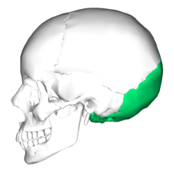 250px-Occipital_bone_lateral4.png