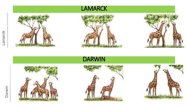 darwin-and-lamarck-evolution-theories-13-638.jpg
