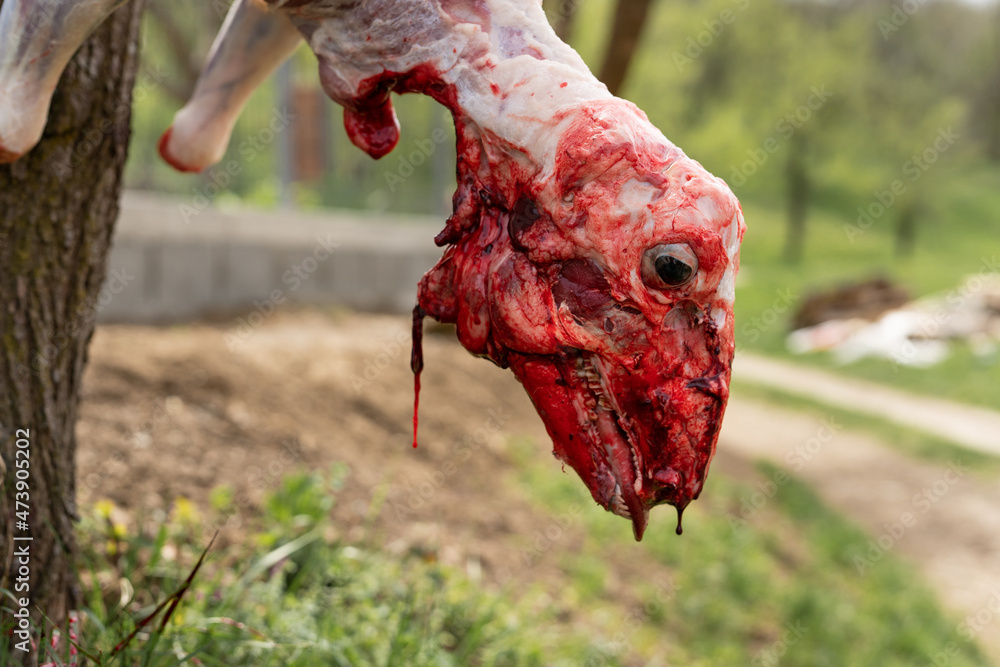 Photo & Art Print Lamb slaughter close up on skinned head of sheep  slaughtered animal hanged on th, Miljan Živković