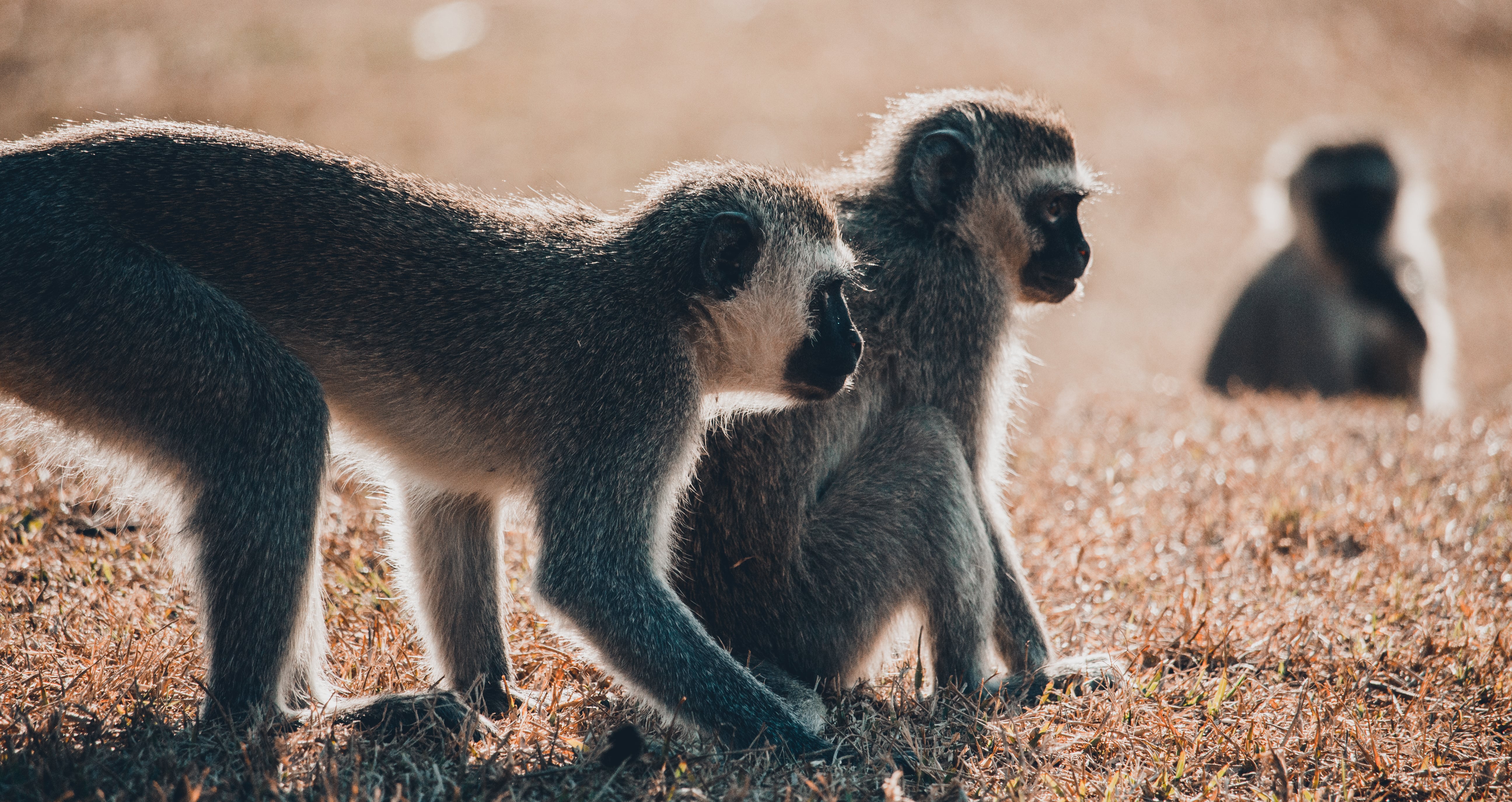 Vervet monkeys thrive despite habitat loss in South Africa