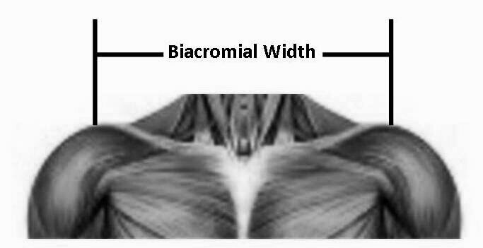 biachromial%2Bwidth.jpg