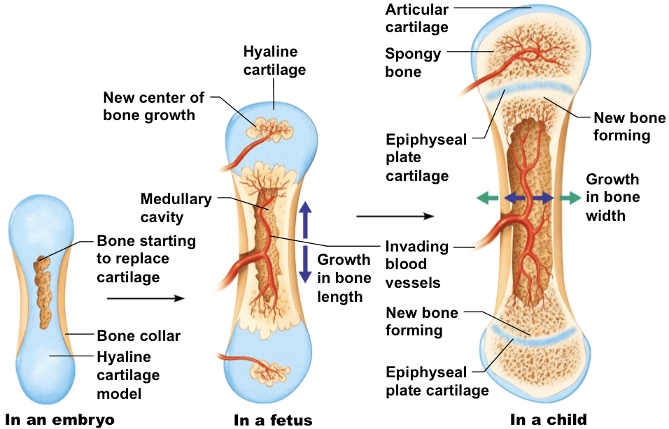 bone-growth.png