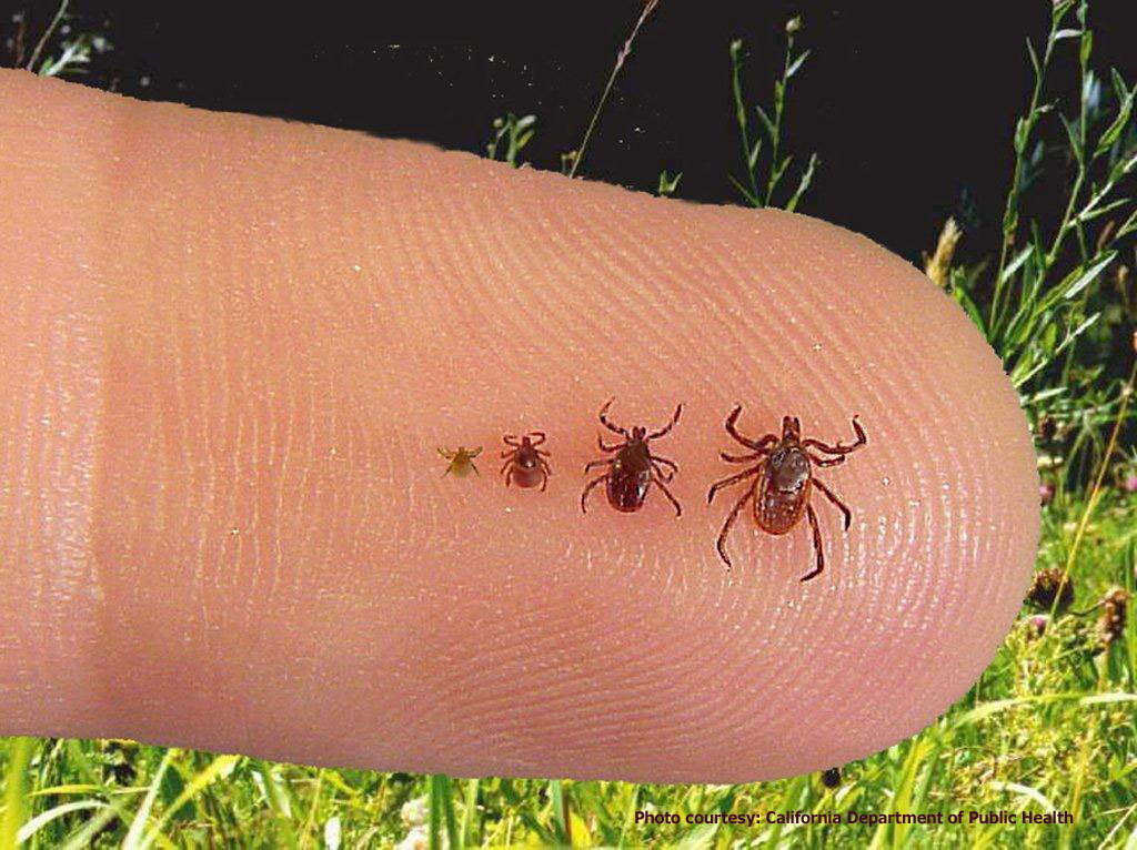 blacklegged_ticks.jpg