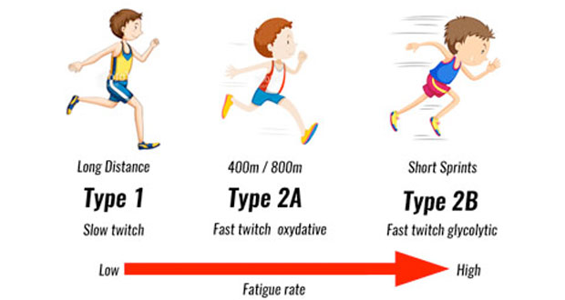 muscle-fibre-types620.jpg