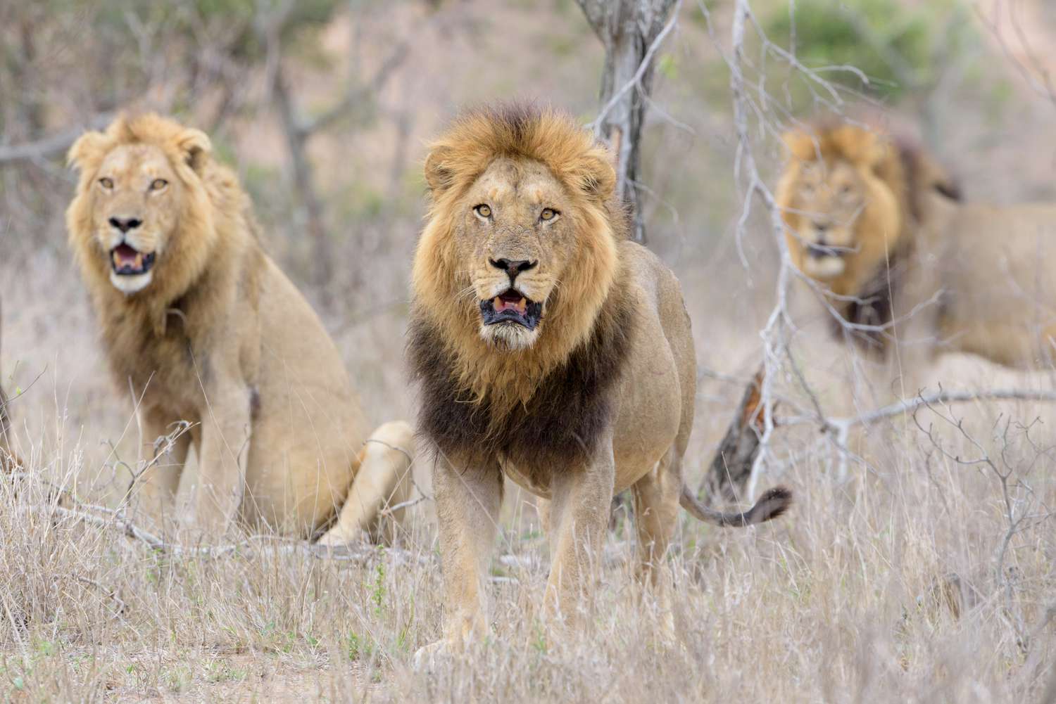 male-lion-coalition-in-the-wilderness-of-africa-1206719031-8412be026591453692a1594a21609231.jpg