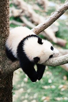 16 Sleep ideas | animals, sleeping animals, animals beautiful