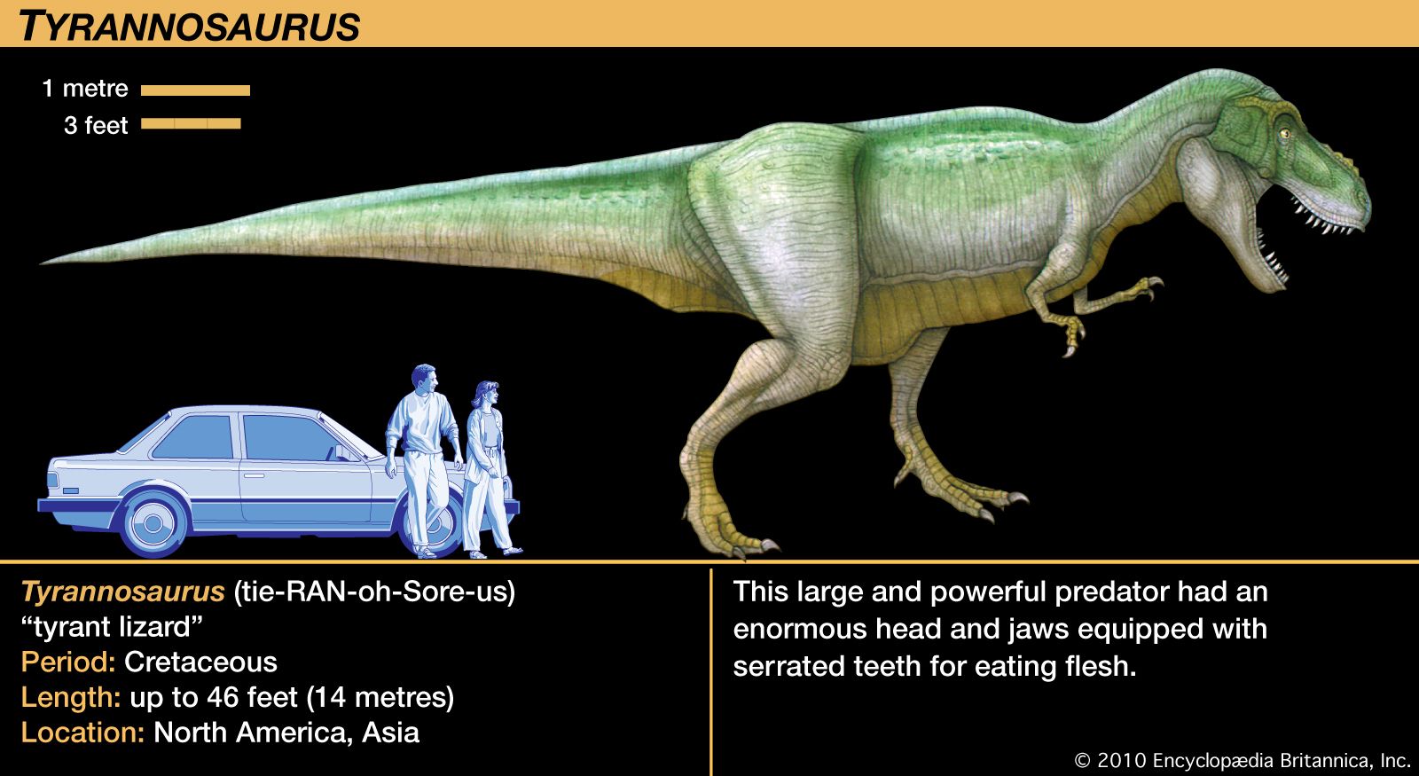 Tyrannosaurus.jpg