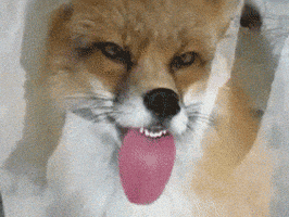 fox GIF