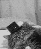 Top Hat Hello GIF
