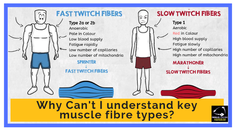 Why-Cant-I-understand-key-muscle-fibre-types-fast-and-slow-twitch.png