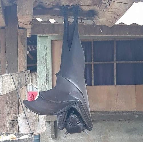 The-Worlds-Largest-Bat-1.jpg