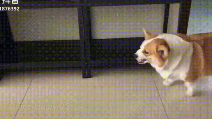 giphy.gif