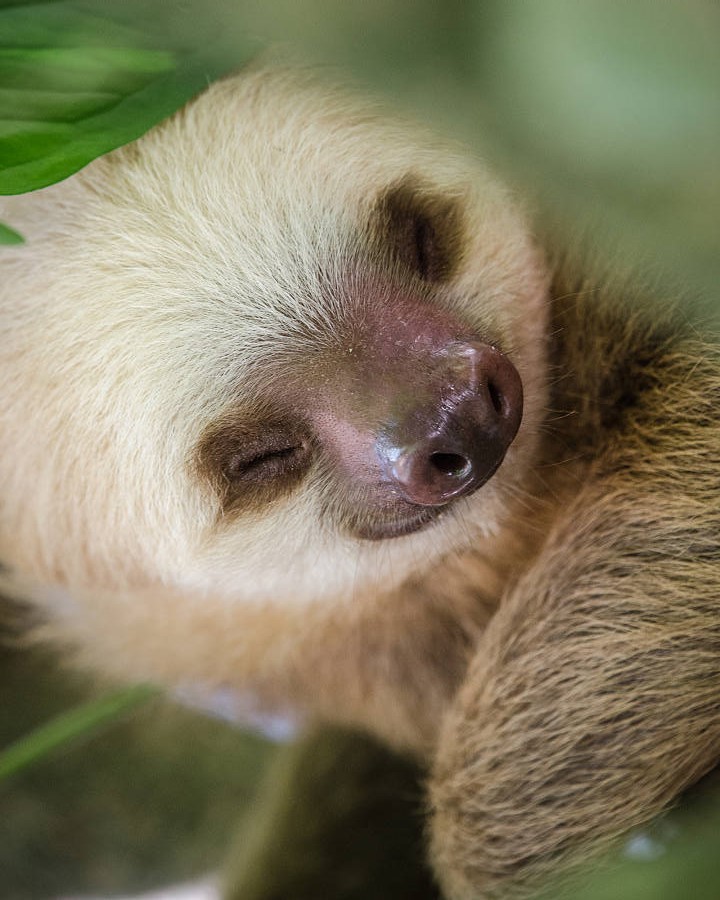 baby-two-toed-sloth.jpg
