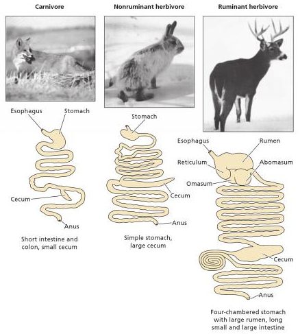 DigestiveTract2_0.jpg