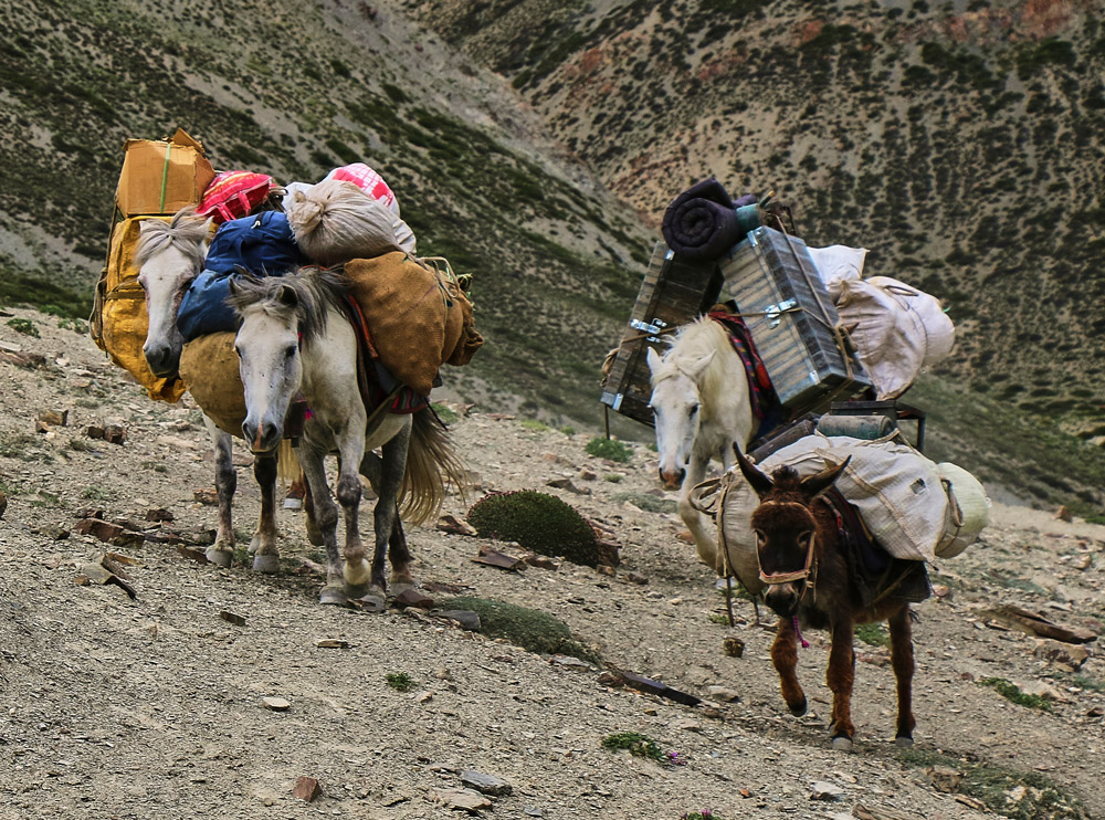 pack-mule2.jpg