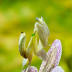 image of Orchid mantis