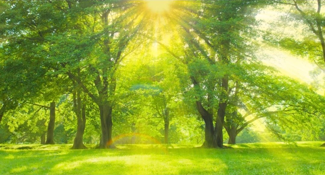 rawprimal.org