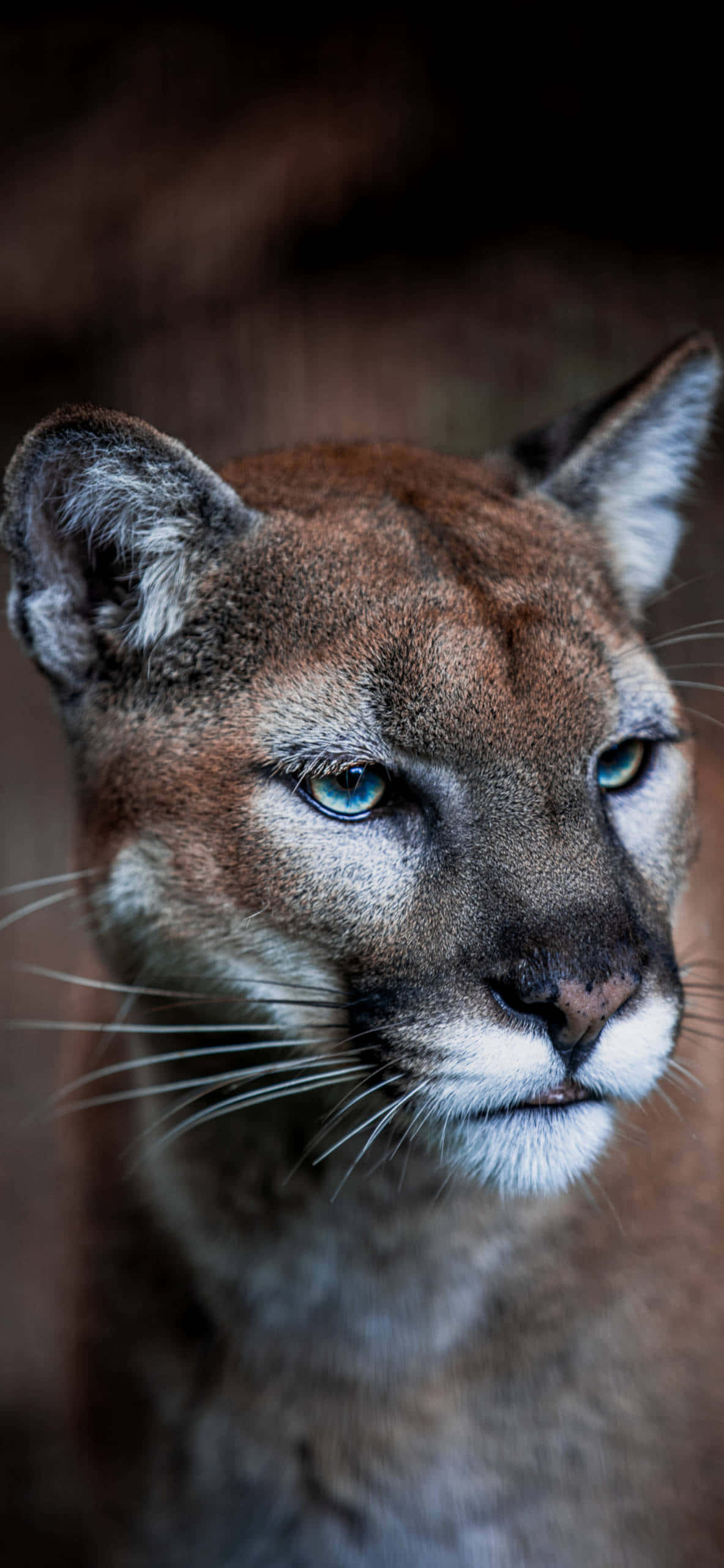 mountain-lion-pictures-1183-x-2560-3jxmei4g35jofjax.jpg