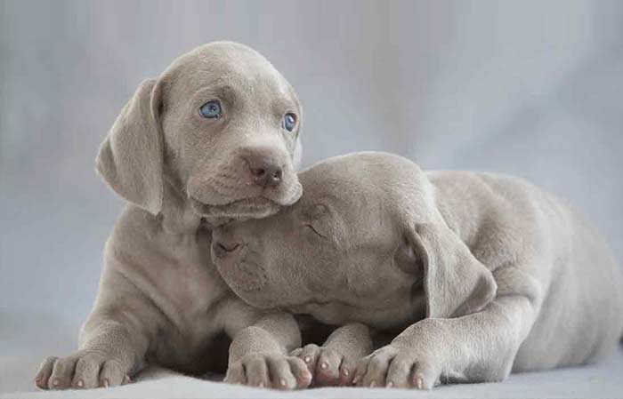 grey-dog-blue-eyes-Weimaraner.jpg