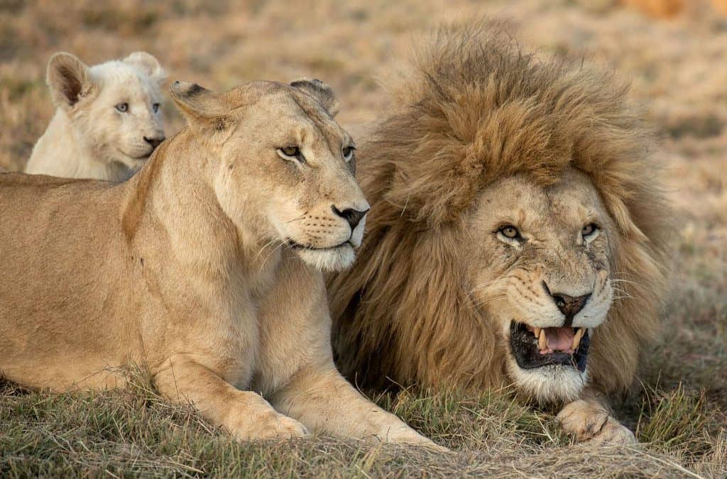 Lion-Family-1024x675.jpg