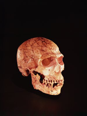 https://www.meisterdrucke.com/kunstwerke/500px/Prehistoric%20-%20Neanderthal%20Skull%20discovered%20on%20Mt%20Carmel%20Palestine%20c1920%20%28bone%29%20-%20%28MeisterDrucke-98976%29.jpg