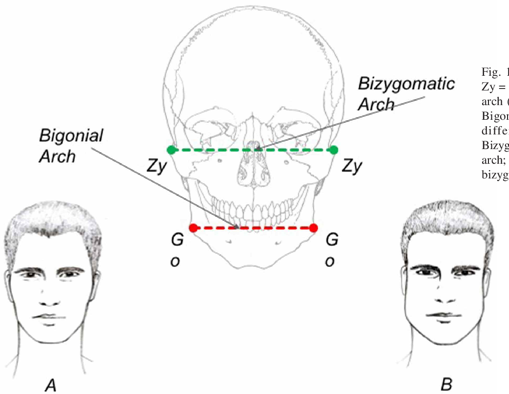 PDF] Bizygomatic Width and Personality Traits of the Relational Field |  Semantic Scholar