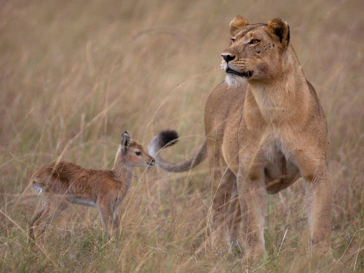 interracial-animal-friendships-17.jpg