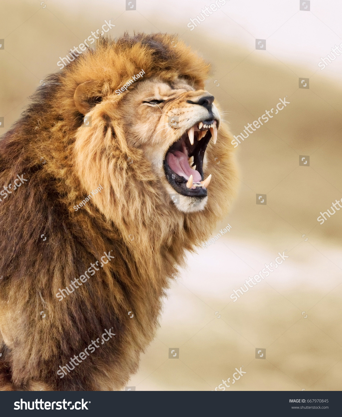 stock-photo-great-lion-667970845.jpg