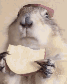 Eating An Apple GIFs | Tenor