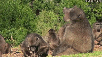 yawning-baboon