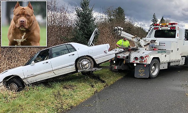 Cops end car chase and find DOG behind the wheel as owner claims he was teaching animal to
