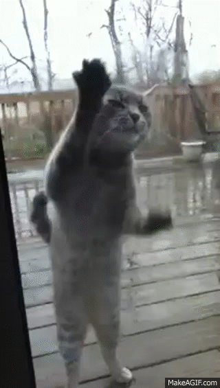 q1VQy3.gif