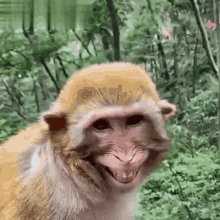 monkey-funny.gif