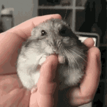 hamster-cute.gif